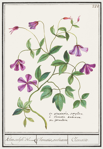 Clematis in vintage style