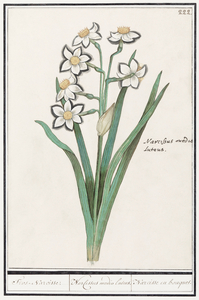 Iris in vintage style