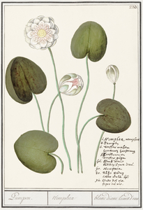 Water lily in vintage style