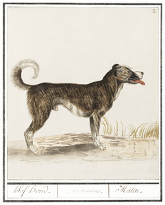 Dog in vintage style