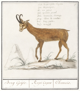 Chamois in vintage style