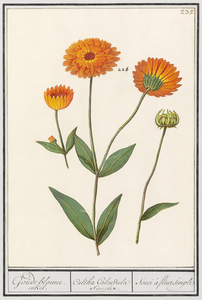 Peony and anemone in vintage style