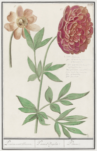 Peony in vintage style