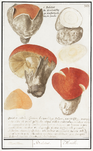 Mushroom variety in vintage style