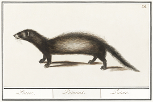 Polecat in vintage style