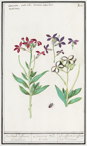 Wallflower in vintage style