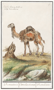 Dromedary in vintage style