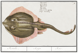 Rays in vintage style