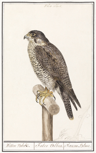 Peregrine falcon in vintage style