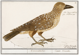 Passerines in vintage style