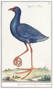 Swamphen in vintage style