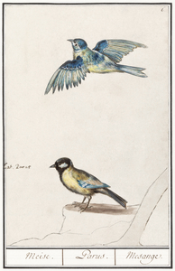 Passerines in vintage style