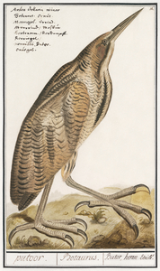 Bittern in vintage style