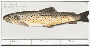 Trout in vintage style