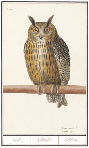 Long eared owl in vintage style