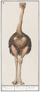 Ostrich vintage style