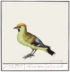 Bohemian waxwing in vintage style