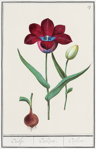 Tulip in vintage style