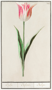 Tulip in vintage style