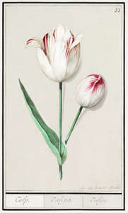 Tulip in vintage style