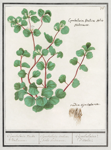 Cymbalaria in vintage style