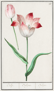 Tulip in vintage style