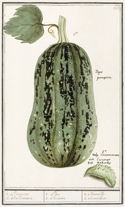 White cabbage in vintage style