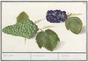 Grapes in vintage style