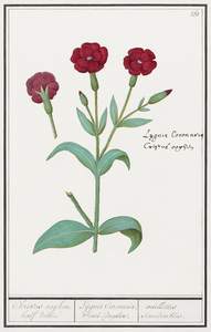 Cuckoo flower in vintage style