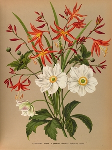 Album van Eeden : Haarlems flora : 1872-1881