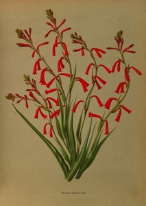 Album van Eeden : Haarlems flora : 1872-1881