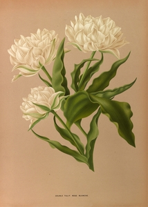 Album van Eeden : Haarlems flora : 1872-1881