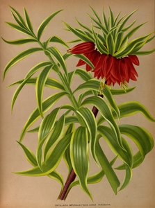 Album van Eeden : Haarlems flora : 1872-1881