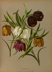 Album van Eeden : Haarlems flora : 1872-1881