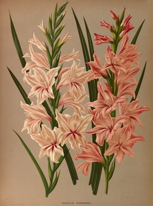 Album van Eeden : Haarlems flora : 1872-1881