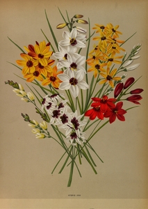 Album van Eeden : Haarlems flora : 1872-1881