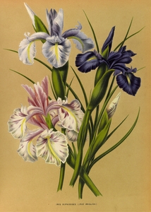 Album van Eeden : Haarlems flora : 1872-1881