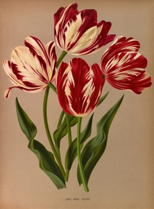 Album van Eeden : Haarlems flora : 1872-1881