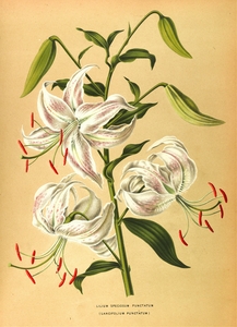 Album van Eeden : Haarlems flora : 1872-1881
