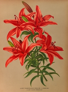 Album van Eeden : Haarlems flora : 1872-1881