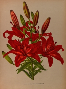 Album van Eeden : Haarlems flora : 1872-1881