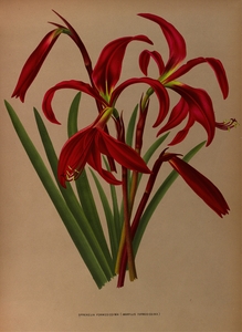 Album van Eeden : Haarlems flora : 1872-1881