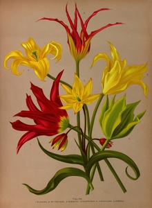 Album van Eeden : Haarlems flora : 1872-1881