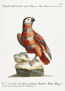 Pappagallo variegato di cenerino e rosso di Guinea Parrot 