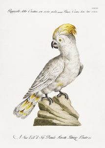 Pappagallo detto cacatua con cresta gialla Cockatoo