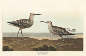 Long-legged Sandpiper