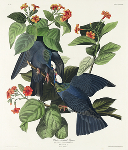 White-crowned Pigeon