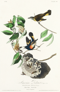 American Redstart