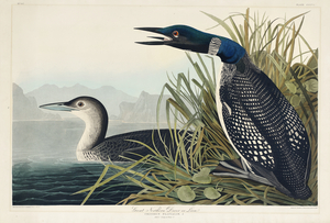 Great Northern Diver or Loon