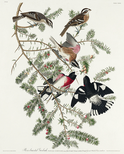 Rose-breasted Grosbeak